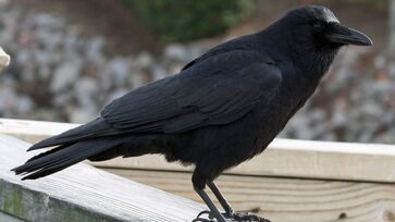 A espécie Corvus corax, comum na Europa, é o maior dos corvídeos, com uma plumagem própria preta, bico comprido e forte e uma cauda pontiaguda.