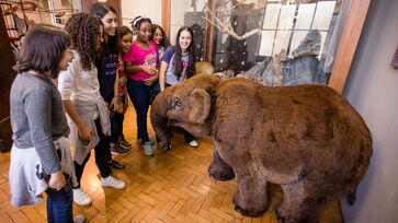 Diversas atividades no Museu de Zoologia da USP