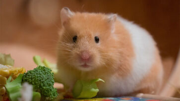 O estado de torpor dos hamsters pode durar horas ou semanas