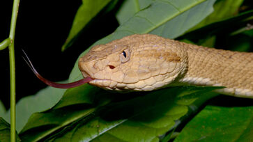 Cobra responsável por 7 em cada 10 acidentes no Brasil vive em quase todo o território nacional