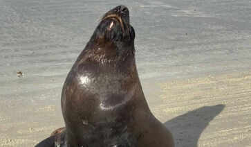 Leão-marinho tomando sol na manhã desse domingo em Guarujá