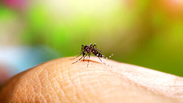 Prefeitura de São Paulo intensificou neste mês as ações de combate contra o mosquito da dengue