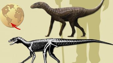 Uma espécie inédita de um réptil que viveu há 237 milhões de anos foi descoberta em Paraíso do Sul, no Rio Grande do Sul, com o nome de Gondwanax paraisensis