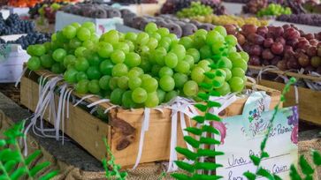 Capital da Uva, Vinhedo oferece vinhos e uvas deliciosos, além de uma paisagem de tirar o fôlego