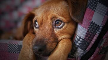 Animais em condomínios é um tema que causa debate frequentemente