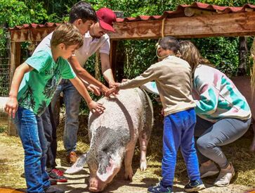 Natureza Conecta promove a interação com os bichos, o que permite criar vínculos, propor oportunidades de autoconhecimento e descobertas