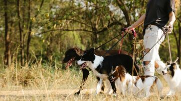 O dog walker é o profissional especializado em passear com cães, mas sua função vai muito além de simplesmente levar o animal para uma caminhada