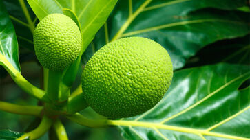 Originária na Ásia, a fruta-pão é considerada uma superfruta devido aos benefícios para a saúde