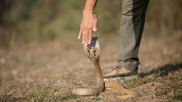 Ilha das cobras é um dos locais mais perigosos da Terra (foto ilustrativa)