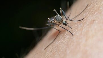 Atrair mosquitos é algo que, infelizmente, está ligado de maneira corriqueira ao cotidiano dos seres humanos