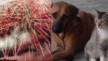 Fogos de artifício são perigosos para os pets e os tutores devem se atentar a isto