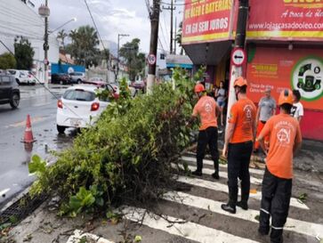 Pelo menos oito árvores caíram em São Sebastião após fortes chuvas