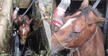 Cavalo caiu em bueiro cheio de água e lixo em Praia Grande