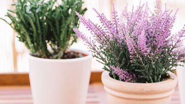 O uso de plantas para afastar moscas e baratas é uma opção de repelente natural