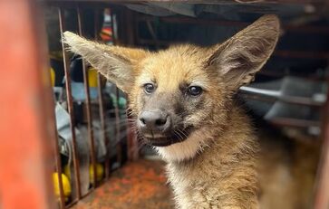 Lobo-guará foi resgatado nesta quinta na região central de São José dos Campos