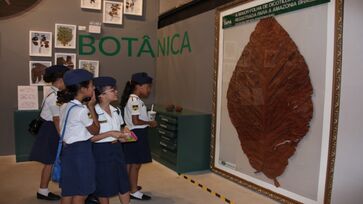 Uma das amostras está atualmente em exposição na Casa da Ciência do Inpa, em Manaus, onde encanta visitantes e reforça a importância da biodiversidade amazônica.