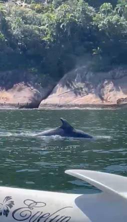 Golfinhos são avistados em Guarujá, no litoral sul paulista