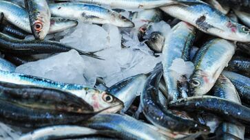 Valor dos peixes e frutos do mar se manteve comportado nos últimos 12 meses