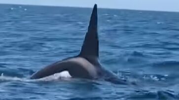 Orcas foram flagradas neste sábado em Ilhabela