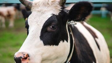 Vaca leiteira pertence a fazenda do Distrito Federal