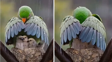 Descubra o que há de errado com o vídeo de ave protegendo filhotes da chuva