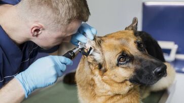 Atendimentos a cães e gatos são grauitos no consutório móvel