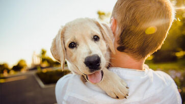 Alguns comportamentos demonstram se o cachorro está feliz