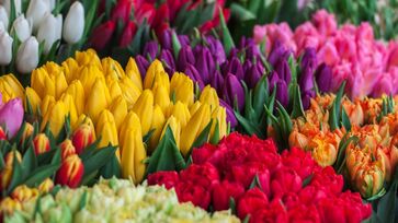 Aos amantes de flores, há alguns nomes famosos que são inspirados em diferentes espécies, como a Rosa, por exemplo