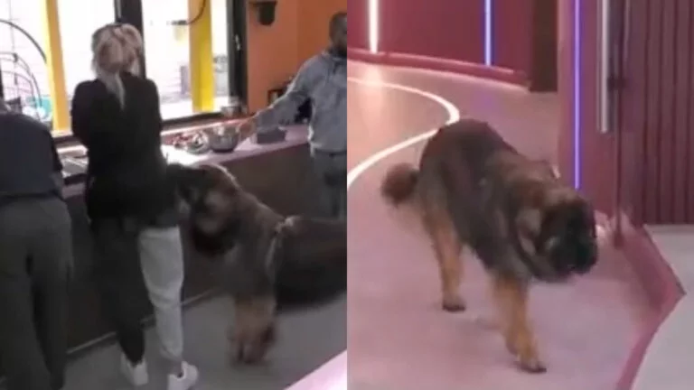 Participante do Big Brother chora ao ver seu cachorro sem poder tocá-lo