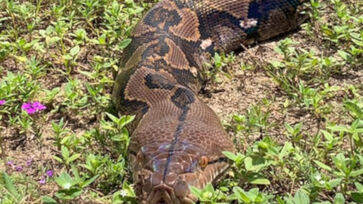 Maior serpente do mundo pode ser visitada na capital paulista