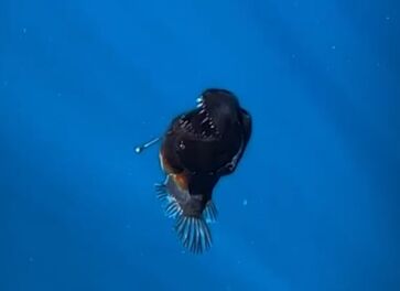 O vídeo foi registrado pelo fotógrafo de fauna marinha David Jara em parceria com os biólogos marinhos Laia Valor, Marc Martín e Antonio Sabuco