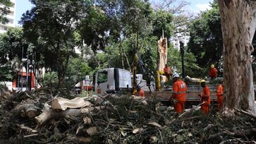 "Chichá do Largo do Arouche", de 200 anos, caiu nesta quarta-feira após tempestade em São Paulo