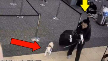 Mulher matou cachorro em banheiro de aeroporto nos Estados Unidos