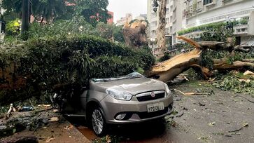 Várias árvores caíram em São Paulo