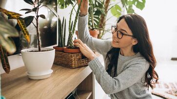 Tendência entre os Millenials, plantas preenchem os apartamentos do Brasil 