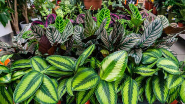 Conheça em detalhes a seleção de plantas