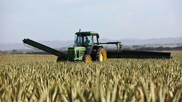 Setores da agropecuária e dos serviços atingiram patamares recordes no primeiro trimestre de 2025
