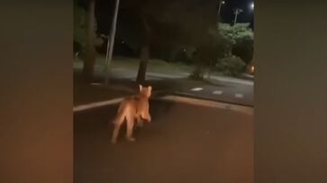 Onça-parda foi flagrada em cidade do interior sul-mato-grossense
