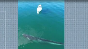 Baleia-fin foi flagrada no litoral de Angra dos Reis