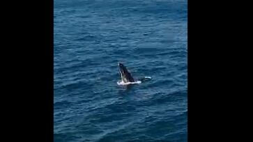Baleia e golfinhos foram flagradas em Arraial do Cabo