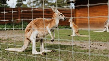 Canguru teria matado homem nos EUA; foto se trata de outro animal