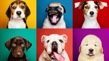 Os cachorros são considerados o melhor amigos do homem; e alguns de seus comportamentos podem demonstrar todo seu amor e afeto por seu tutor