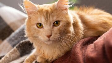 Pelo fator genético, é incomum gatas fêmeas serem totalmente laranjas