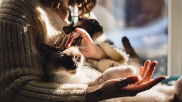 Ter vários gatos em casa pode demonstrar traços psicológicos importantes