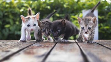 Segundo deputada, dispositivo causa cortes e até mutilações em gatos