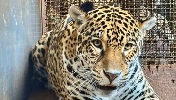 Ruana saiu do Pará e chegou à sua nova casa: o Zoológico de São Paulo