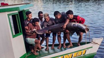 Peixe também pode ser encontrado em Minas Gerais, Mato Grosso, Mato Grosso do Sul e Bahia