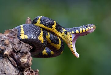 Conheça as cobras mais venenosas do mundo