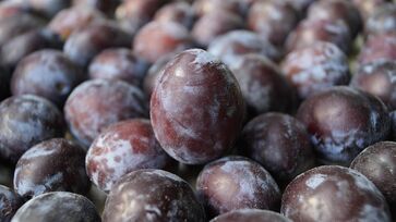 Considerada uma das primeiras frutas a ser domesticadas pelo ser humano, essa fruta tem origem na China e leste europeu