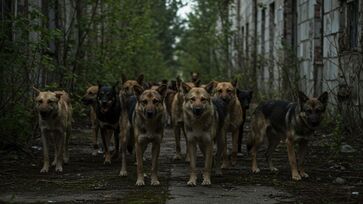 Radiação afetou os genes dos pets?